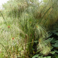 cyperus_papyrus2md (Cyperus papyrus)