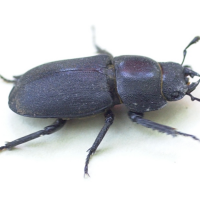 dorcus_parallelipipedus1bmd