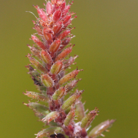 erica_galioides5md (Erica galioides)