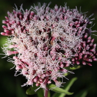 eupatorium_cannabinum3md (Eupatorium cannabinum)