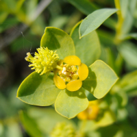 euphorbia_flavicoma5md (Euphorbia flavicoma ssp. verrucosa)