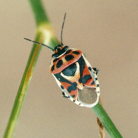 Eurydema ornata (Punaise décorée)