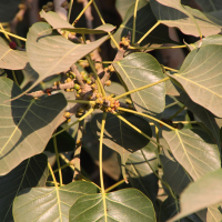 ficus_religiosa4md