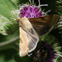 heliothis_peltigera3bd