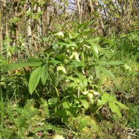 Helleborus viridis ssp. occidentalis (Hellébore vert)