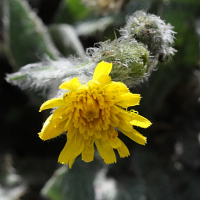 hieracium_lawsonii2bd