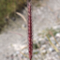 Hordeum bulbosum (Orge bulbeuse)