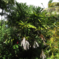Licuala spinosa (Palmier, Palmier bambou)