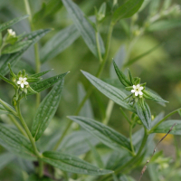 lithospermum_officinale3md