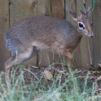 Madoqua kirkii (Dik-dik de Kirk)