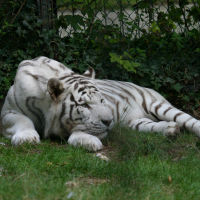 Panthera tigris (Tigre)