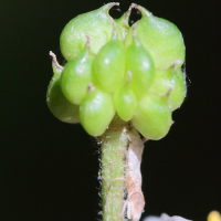 ranunculus_aconitifolius7md