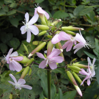 saponaria_officinalis3md