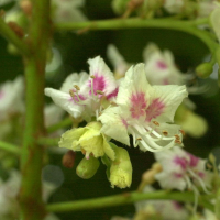 aesculus_hippocastanum5bmd (Aesculus hippocastanum)