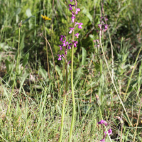 anacamptis_picta2md (Anacamptis picta)