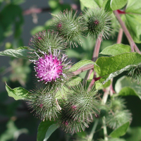 arctium_lappa2md (Arctium lappa)