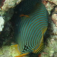 Balistapus undulatus (Baliste)