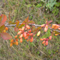 berberis_vulgaris6md (Berberis vulgaris)