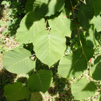 Betula maximowicziana (Bouleau)