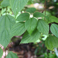 boehmeria_macrophylla3md (Boehmeria macrophylla)