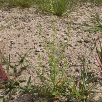 Dysphania botrys (Chénopode botryde, Chénopode à grappes, Ansérine à épis)