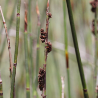 chondropetalum_tectorum3md