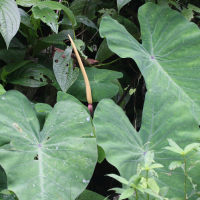 colocasia_esculenta3md (Colocasia esculenta)