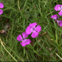 dianthus_seguieri_pseudocollinus1md (Dianthus seguieri ssp. pseudocollinus)