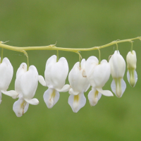 dicentra_spectabilis2bd (Dicentra spectabilis)