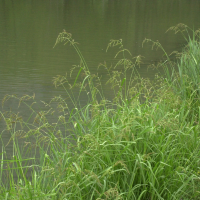 echinochloa_crus-galli1bmd (Echinochloa crus-galli)