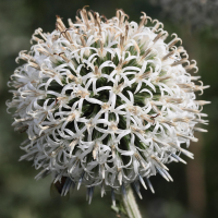 echinops_ritro5md (Echinops ritro)