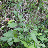Emilia sonchifolia (Emilie à feuilles de laiteron)