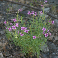 epilobium_fleischeri2md