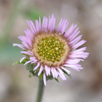 erigeron_gaudinii2md (Erigeron gaudinii)