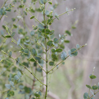 Eucalyptus globulus (Eucalyptus, Gommier bleu)