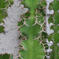 euphorbia_grandicornis2md (Euphorbia grandicornis)