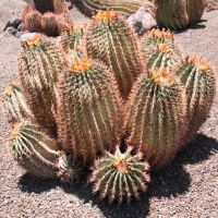 ferocactus_pilosus2md