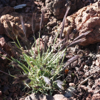 Hordeum comosum (Orge)