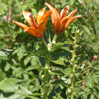 Lilium bulbiferum var. croceum (Lis orangé)