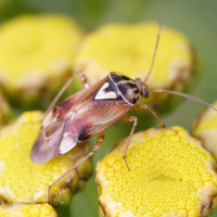 Lygus pratensis (Punaise)