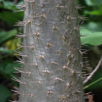 pachypodium_lamerei3md