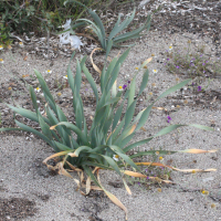 pancratium_maritimum8md