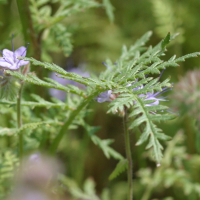 phacelia_tanacetifolia2bd