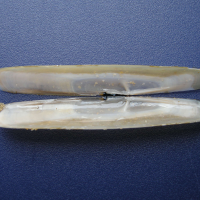 Pharidae legumen (Cératisole-gousse)