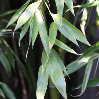 phyllostachys_viridiglaucescens2md