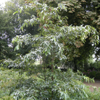 Quercus acutissima (Chêne du Japon)