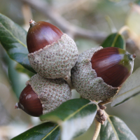 quercus_ilex9md