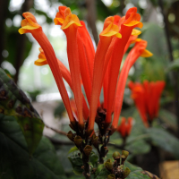 scutellaria_costaricana2md