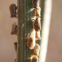 Agalmatium flavescens (Cicadelle, Isside jaune)