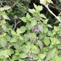 Ballota nigra ssp. foetida (Ballote fétide, Ballote du Midi)
